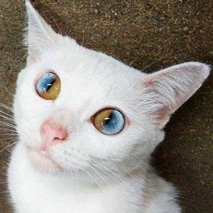 Кошка белого цвета с разными глазами